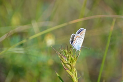 Plebejus