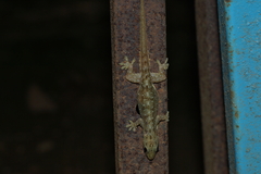 Hemidactylus garnotii