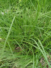 Cenchrus clandestinus