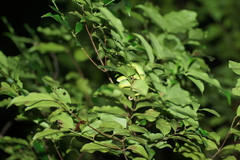 Trimeresurus insularis