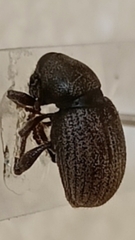 Psallidium