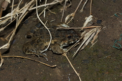 Fejervarya cancrivora