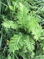 Tanacetum vulgare