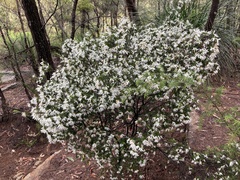 Pseudanthus pimeleoides