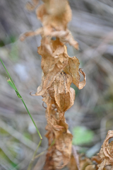 Gentiana asclepiadea