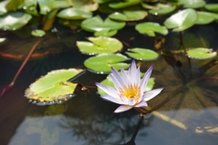 Nymphaea