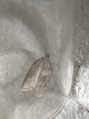 Acleris sparsana