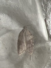 Acleris sparsana