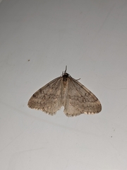 Operophtera bruceata