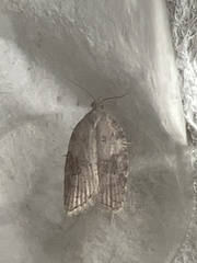 Acleris sparsana