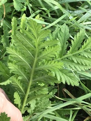 Tanacetum vulgare