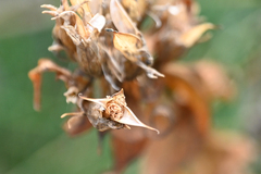 Gentiana asclepiadea