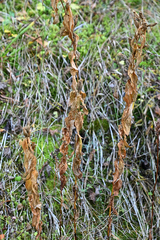 Gentiana asclepiadea