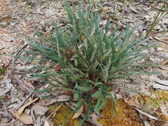 Banksia dallanneyi
