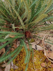 Banksia dallanneyi