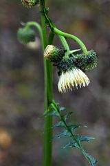 Cirsium erisithales