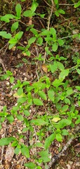 Coprosma foetidissima