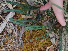 Banksia dallanneyi