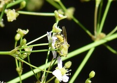 Sphecodogastra