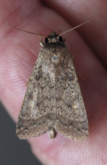 Pandesma quenavadi