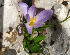 Crocus cancellatus