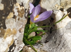 Crocus cancellatus