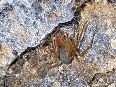 Loxosceles yucatana