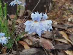 Lechenaultia biloba