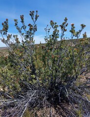 Protea glabra