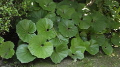Ligularia japonica