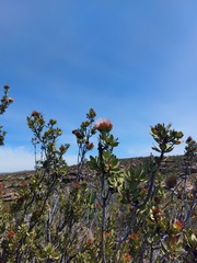 Protea glabra