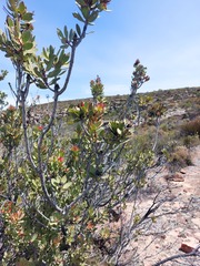 Protea glabra
