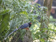 Urocissa erythroryncha