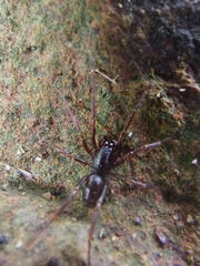 Oedignatha