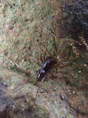 Oedignatha