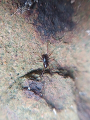 Oedignatha
