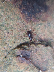 Oedignatha