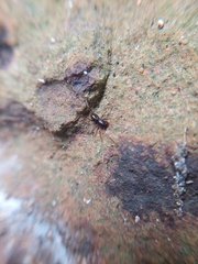 Oedignatha