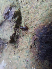 Oedignatha