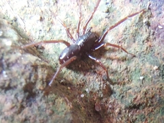 Oedignatha