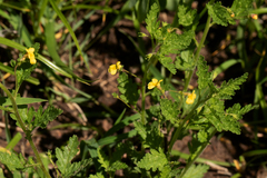 Jamesbrittenia micrantha image