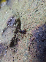 Oedignatha