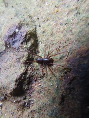 Oedignatha