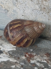 Lissachatina fulica