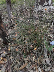 Jacksonia restioides