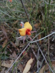 Jacksonia restioides