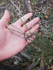 Jacksonia restioides