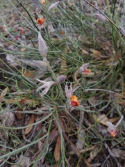 Jacksonia restioides