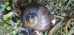 Powelliphanta
