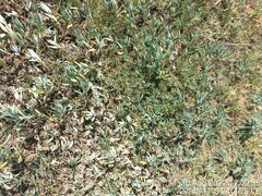 Heliotropium curassavicum